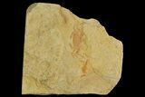 Miocene Pea Crab (Pinnixa) Fossil - California #177042-1